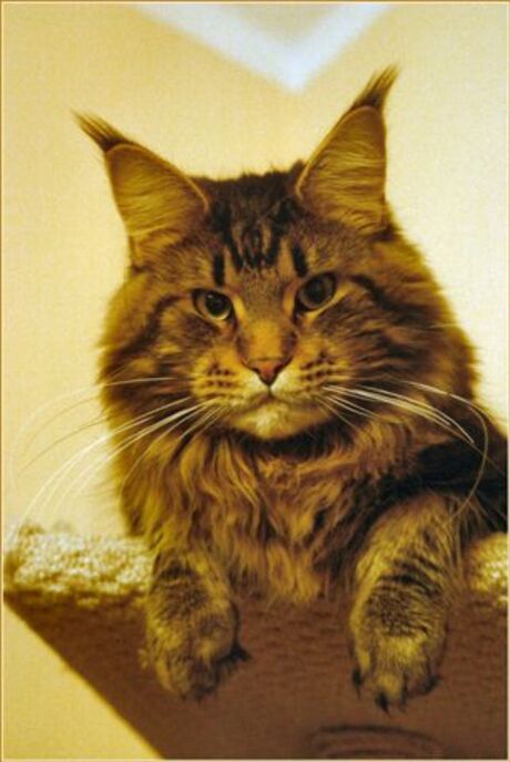 Maine-Coon