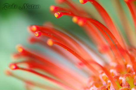 Rode Nutan bloem