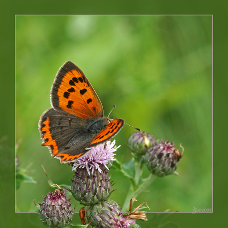 Kleine vuurvlinder