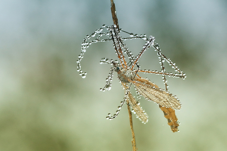 Full of drops!