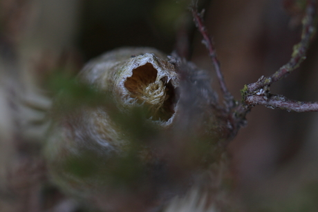 Met het blote oog