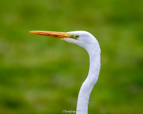 Grote Zilverreiger 