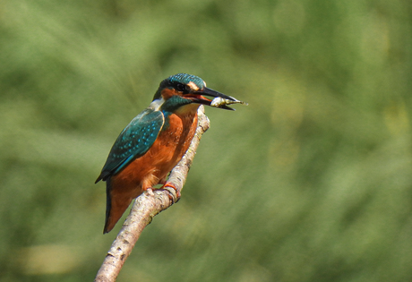 IJsvogel