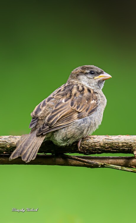 Juveniele huismus 