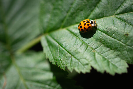 Ladybug