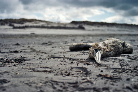 Ameland