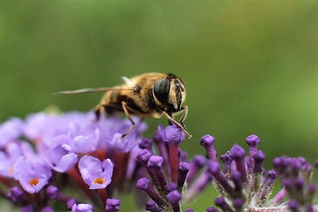 Vlinderstruik met insect, ook wel beestje genoemd