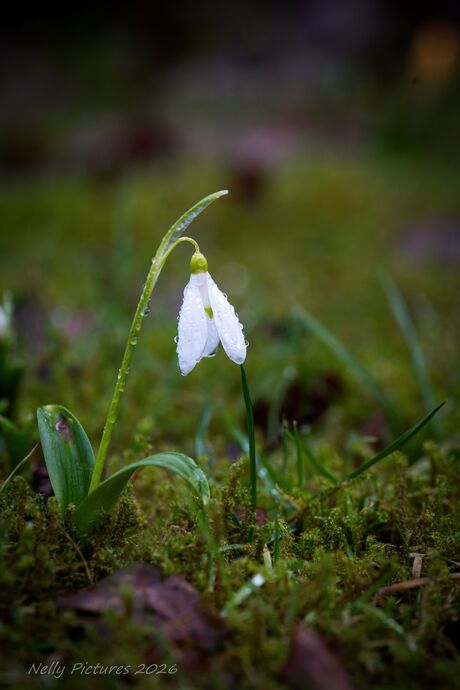 Sneeuwklokje in de regen
