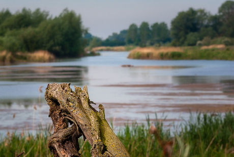 Uiterwaarden bij Wageningen