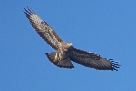 Buizerd