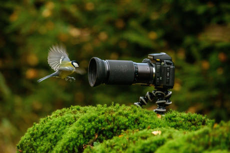 Koolmees versus Asahi Pentax