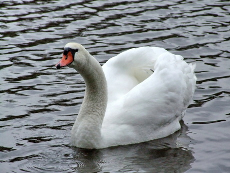 Swan