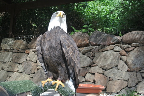 Amerikaanse Zeearend