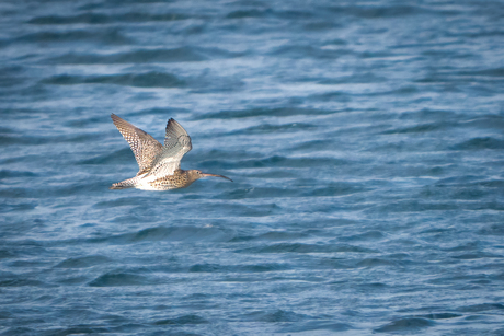 Wulp boven het blauw