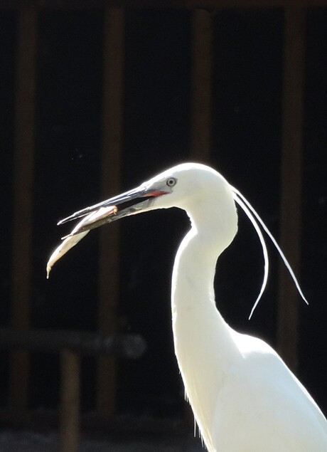 Visje etende kleine zilverreiger