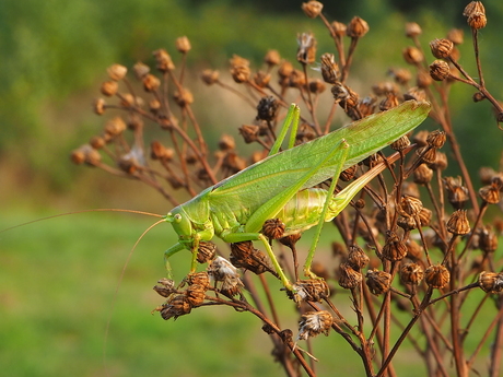 groene sabelsprinkhaan