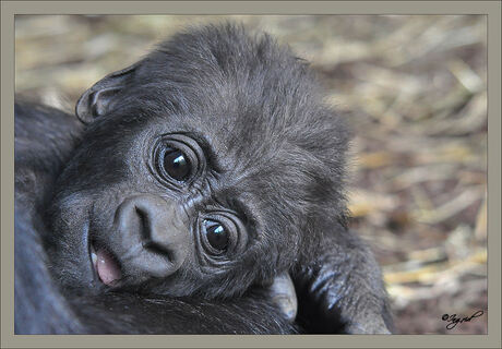 Mosi,baby gorilla..