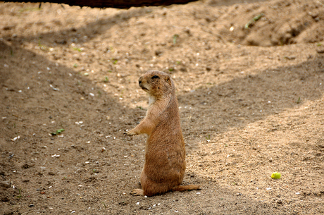 Gopher