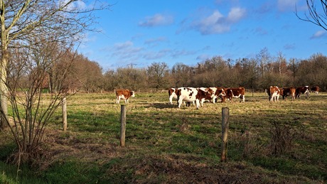 Opwarmen in de zon 