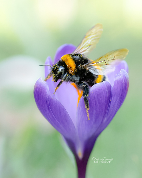 Hommel op krokus