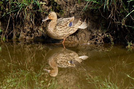 spiegeltje spiegeltje