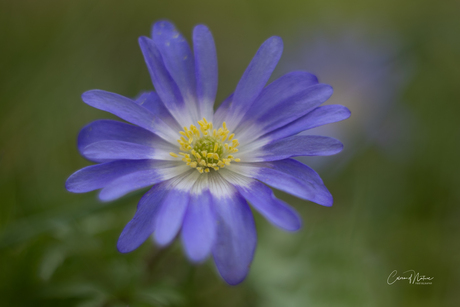 Anemone blanda