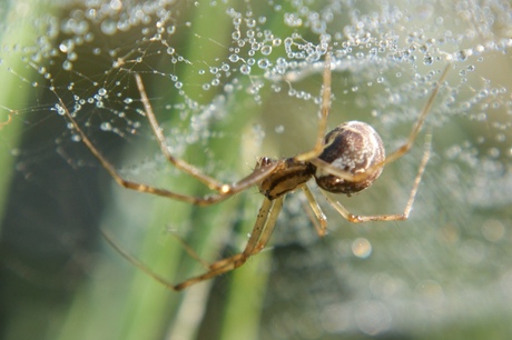 Linyphia hortensis