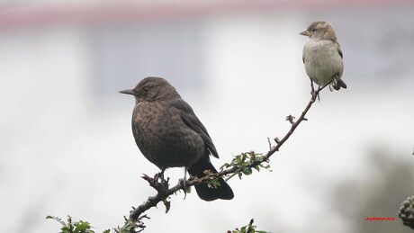 Merel en mus op een tak in mijn tuin.