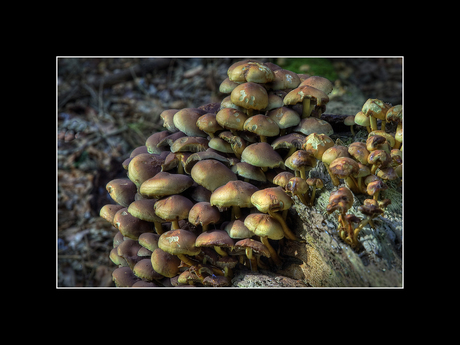 Paddestoelen in Liesbos