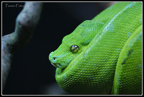 Groene boompython