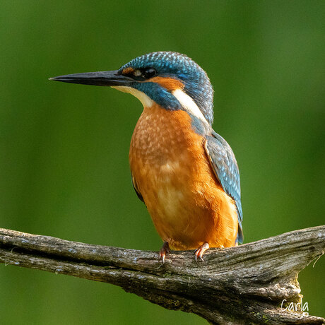 Jonge ijsvogel (man)