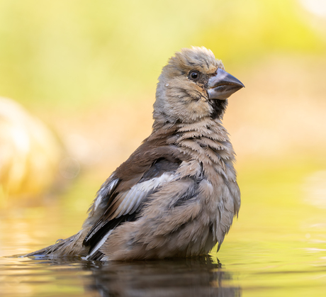 de stoerste vink