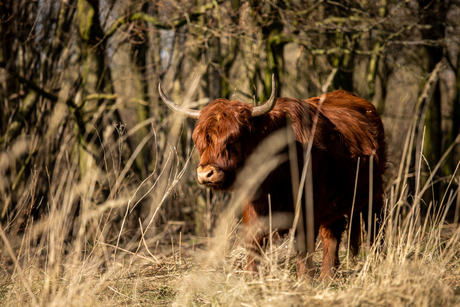 Schotse Hooglander