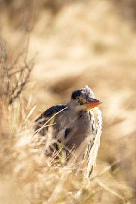 Reiger