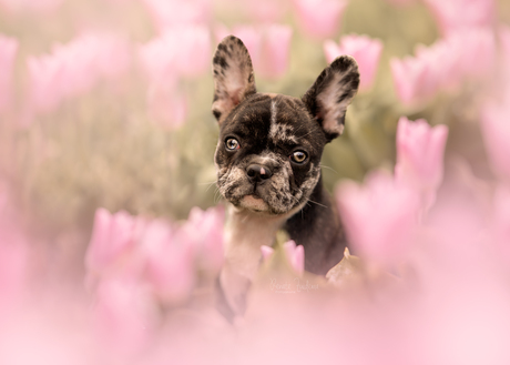Tulpen puppy