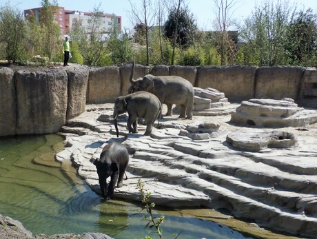 Even naar de olifanten