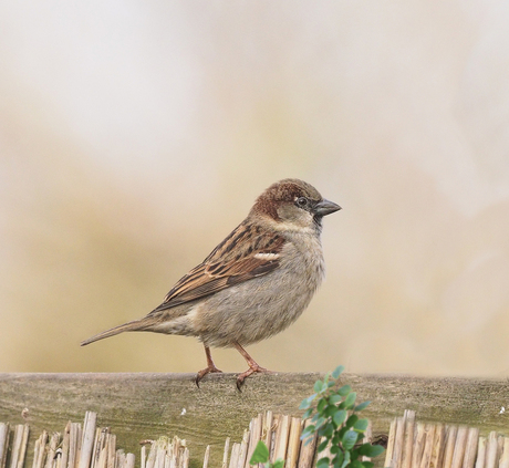 mus in onze tuin