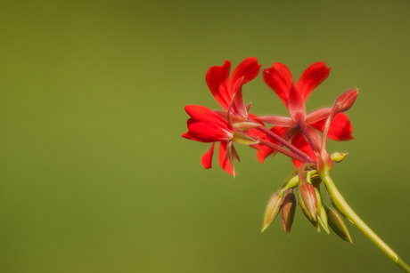 Geranium is mooi Rood