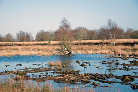 Bargerveen (Drenthe bij Weiteveen)