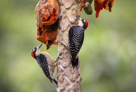 De heer en mevrouw Zwartwangspecht