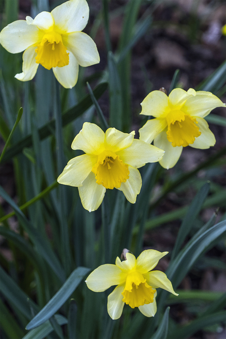 narcissen