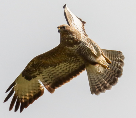 Buizerd 