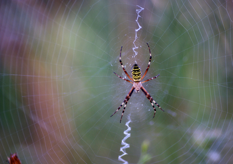 spin in web