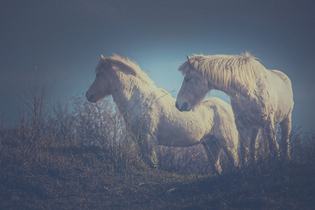 Ijslandse pony