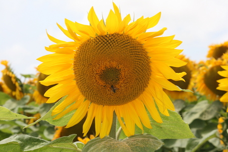 Zonnebloem met bezoek van Bij