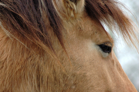 Wild paard close up