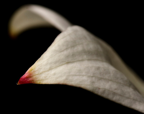 Flying Flower