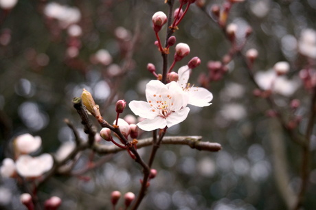 Lente in Den Haag