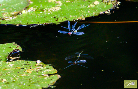 Blauwe spiegel