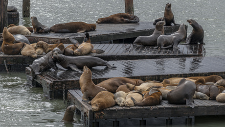 Pier 39